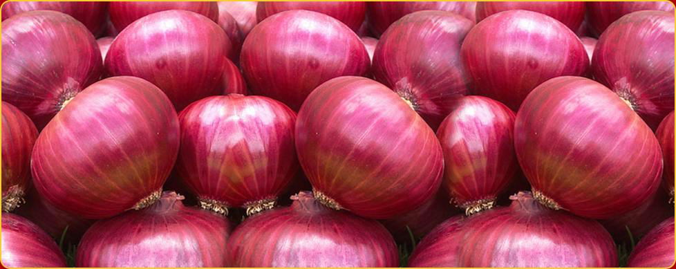 Red Onion 2