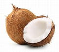 Coconut