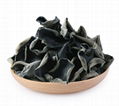 Wild natural Black fungus 2