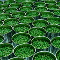 Canned Bean Canned Green Peas