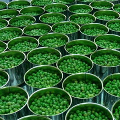 Canned Bean Canned Green Peas