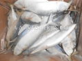 INDIAN MACKEREL