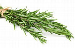 Rosemary