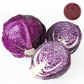 Red Cabbage Color  1