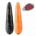 Black Carrot Color 1