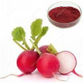 Red Radish Color 1