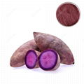 Purple Sweet Potato Color