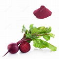 Beet Root Red  1