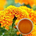 Marigold Oleoresin