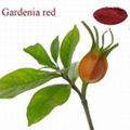 Gardenia Red Color 1