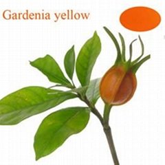 Gardenia Yellow