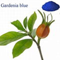 Gardenia Blue 1