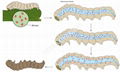 Bacillus thuringiensis 1