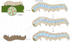 Bacillus thuringiensis