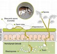 Beauveria Bassiana 1