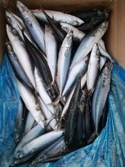 Sell Cheap Frozen pacific mackerel to Africa and Asia