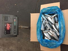 Pacific mackerel HGT for canning Scomber Japonicus