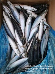 A grade Cheap 70/80pcs 150-250g pacific mackerel for Africa