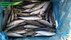 A grade Cheap 60/70pcs 200-300g pacific mackerel Japanese mackerel 