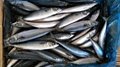 A grade Cheap 60/70pcs 200-300g pacific mackerel Japanese mackerel  4
