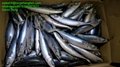 A grade Cheap 50/60pcs 250-350g pacific mackerel Japanese mackerel  1
