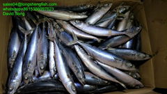 A grade Cheap 50/60pcs 250-350g pacific mackerel Japanese mackerel