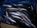 A grade Cheap 50/60pcs 250-350g pacific mackerel Japanese mackerel  2