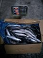 A grade Cheap 50/60pcs 250-350g pacific mackerel Japanese mackerel  3