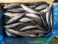 A grade Cheap 40/50pcs 300-400g pacific mackerel Japanese mackerel 