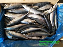 A grade Cheap 40/50pcs 300-400g pacific mackerel Japanese mackerel 