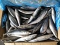 A grade Cheap 40/50pcs 300-400g pacific mackerel Japanese mackerel  2