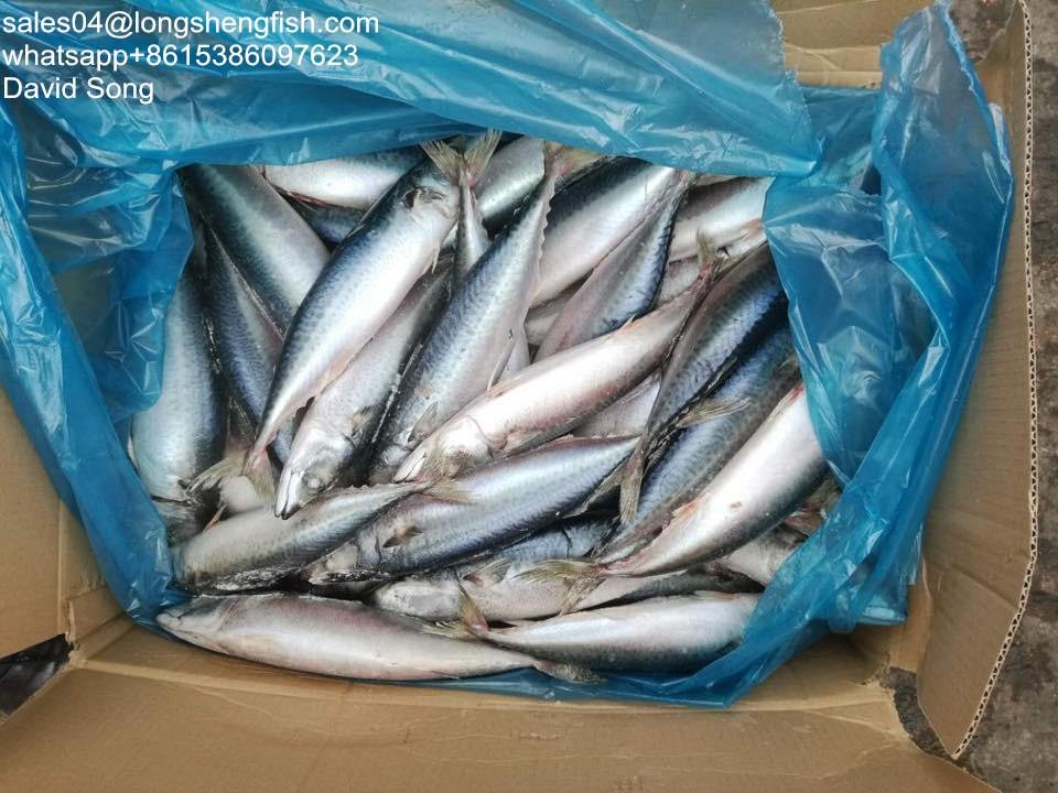A grade Cheap 30/40pcs 300-500g pacific mackerel Japanese mackerel 