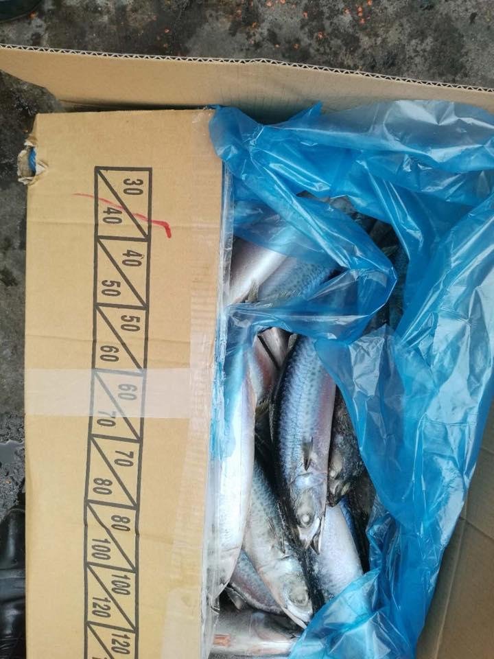 A grade Cheap 30/40pcs 300-500g pacific mackerel Japanese mackerel  2