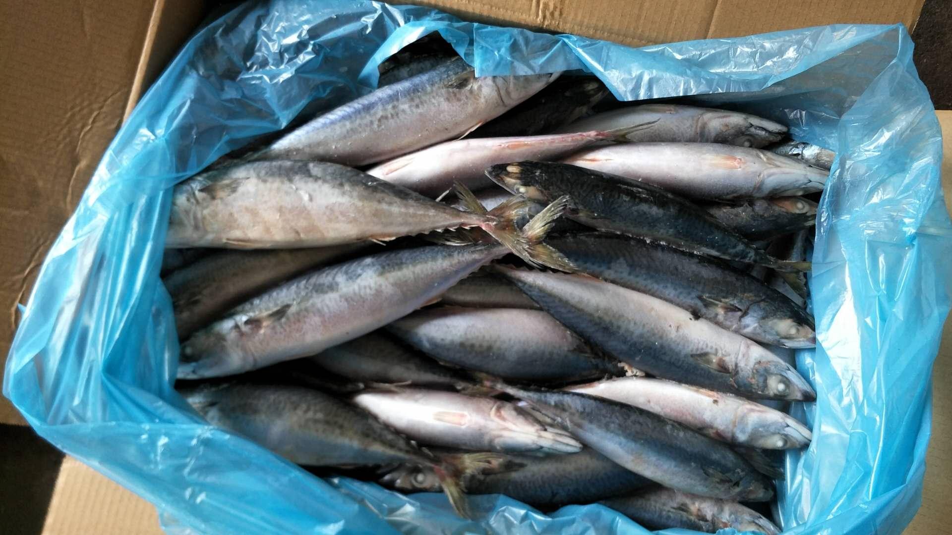 A grade Cheap 30/40pcs 300500g pacific mackerel Japanese mackerel