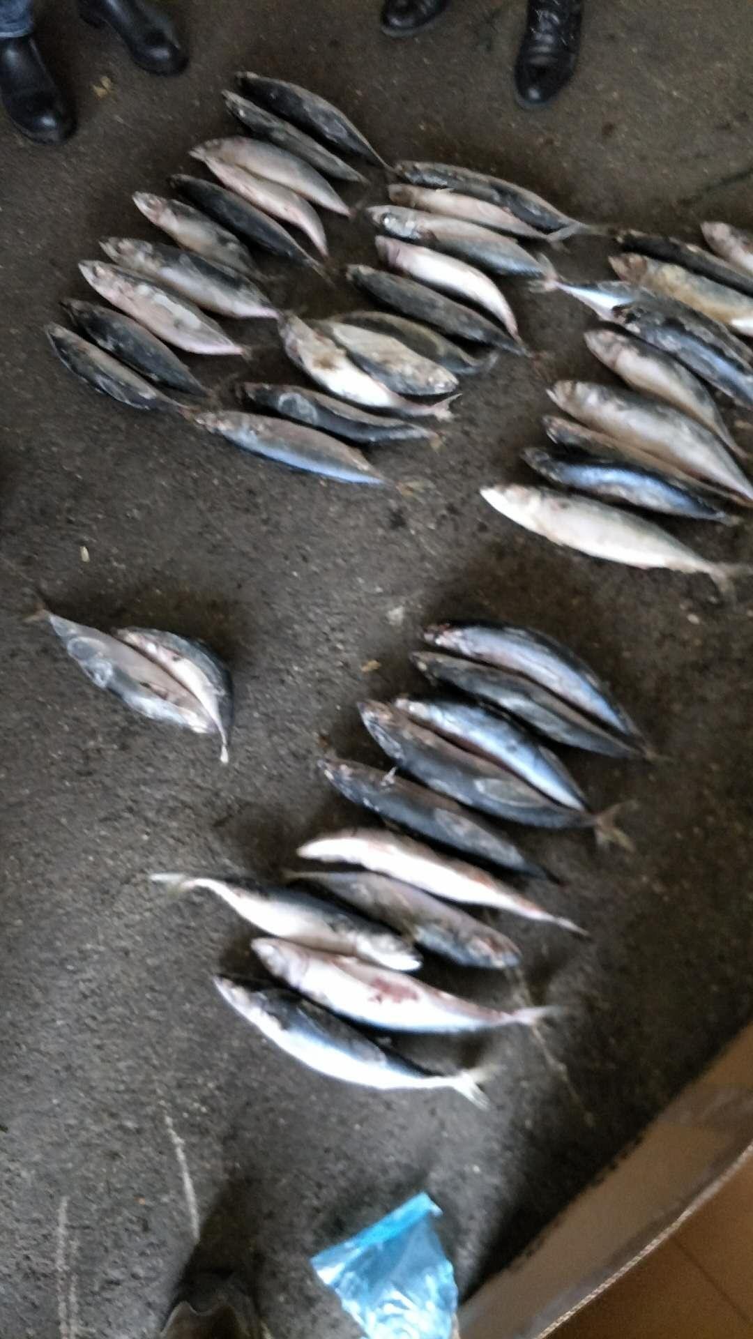 A grade Cheap 30/40pcs 300-500g pacific mackerel Japanese mackerel  4