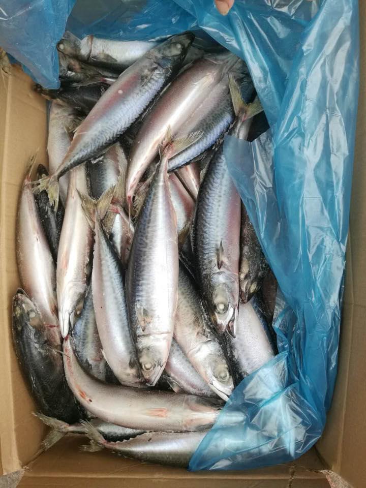 A grade Cheap 30/40pcs 300-500g pacific mackerel Japanese mackerel  5