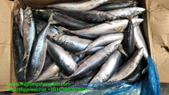 A grade Cheap 20/30pcs 400-600g pacific mackerel Japanese mackerel blue mackerel