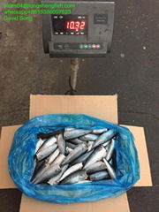 A grade 100-200G Cheap pacific mackerel HGT