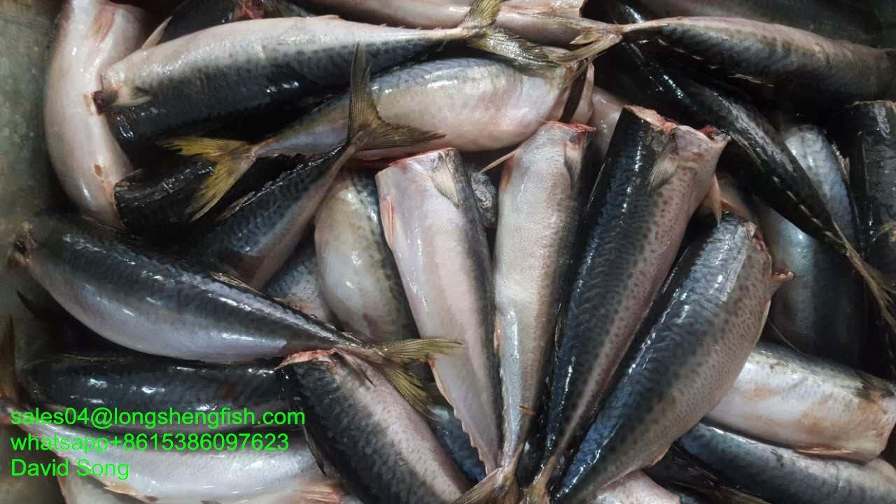 A grade 200-300G Cheap pacific mackerel HG HGT