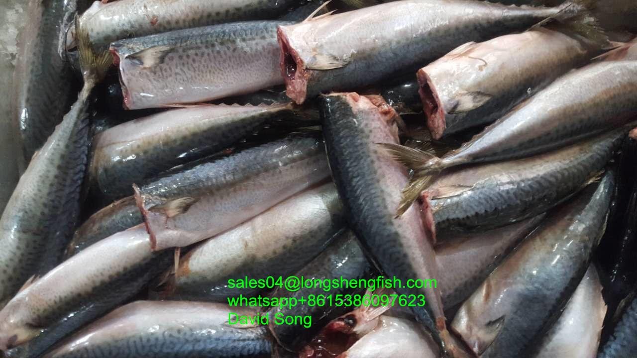 A grade 200-300G Cheap pacific mackerel HG HGT 2