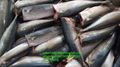 A grade 200-300G Cheap pacific mackerel HG HGT 2