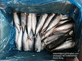 A grade 200-300G Cheap pacific mackerel HG HGT 3