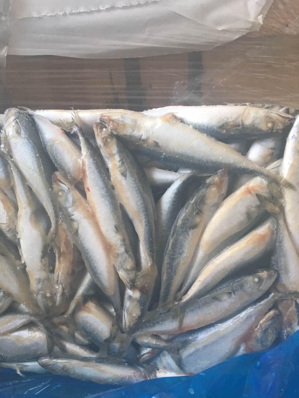 A grade Cheap 8/10pcs 100-125g Land frozen pacific mackerel for Indonesia 2