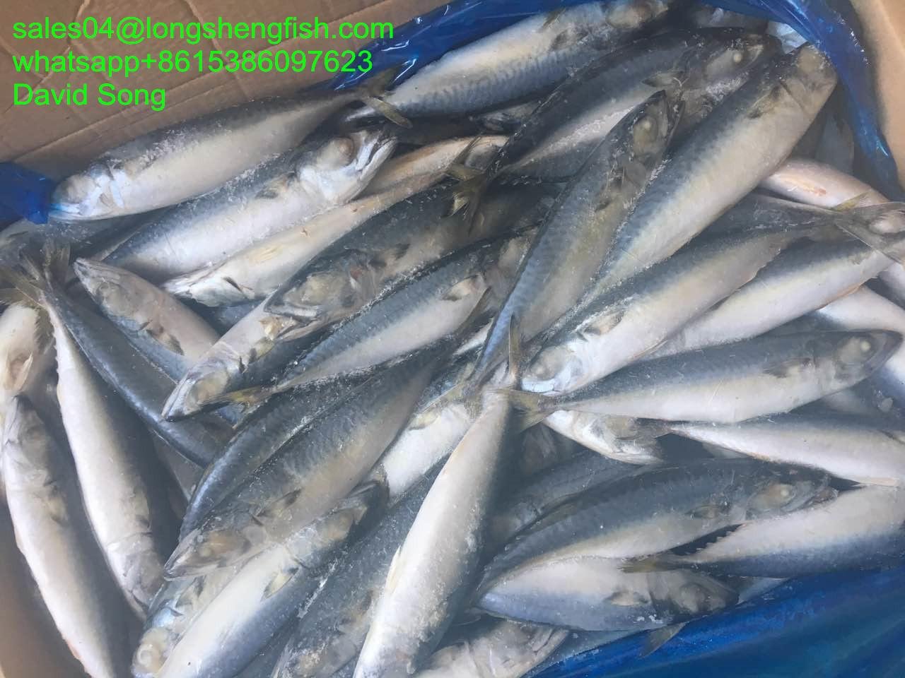 A grade Cheap 8/10pcs 100-125g Land frozen pacific mackerel for Indonesia 3