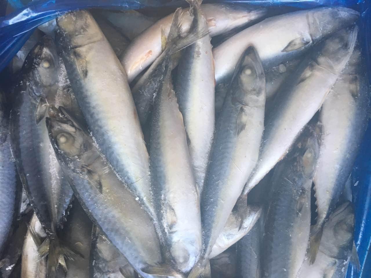 A grade Cheap 8/10pcs 100-125g Land frozen pacific mackerel for Indonesia 4
