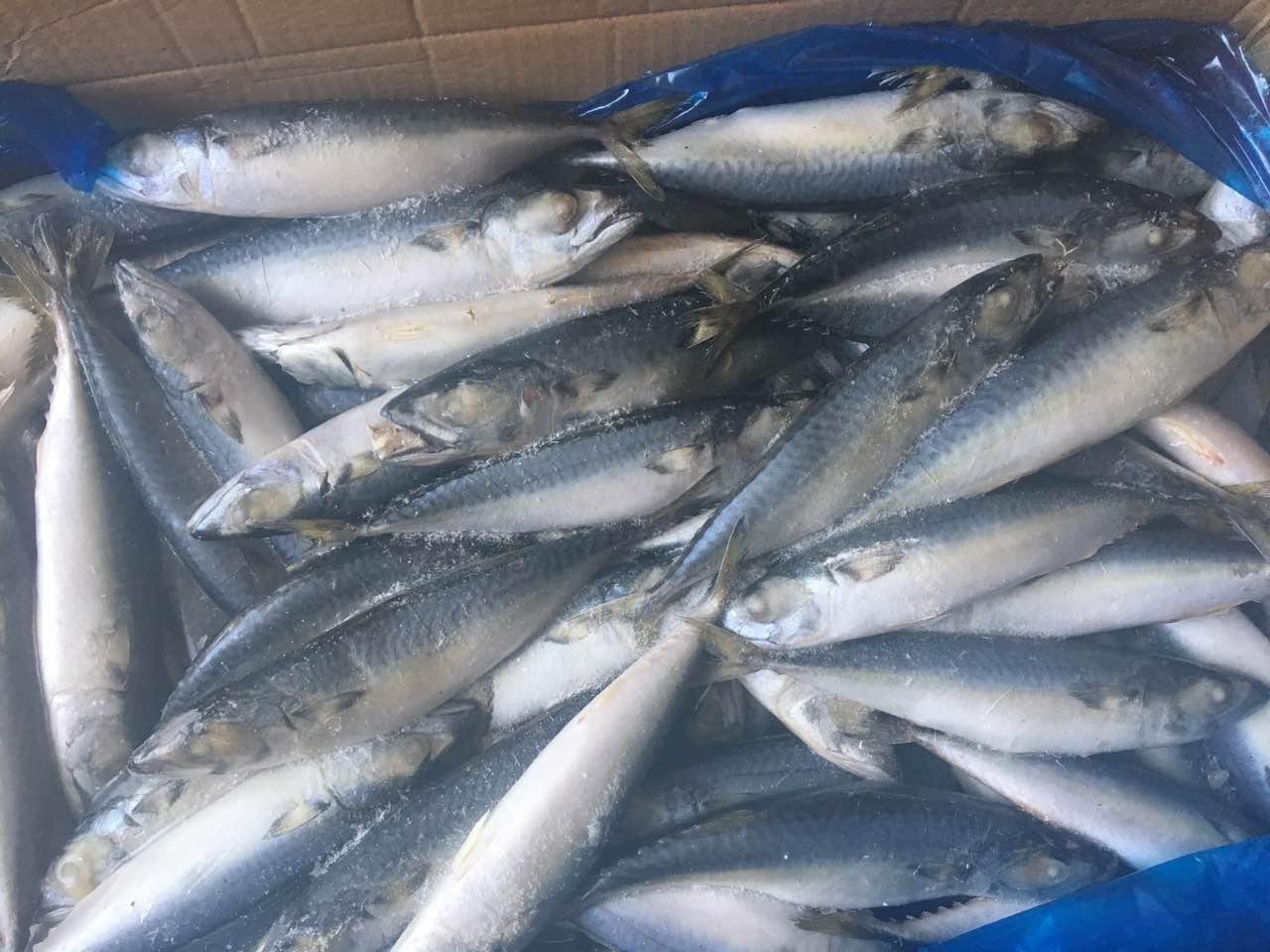 A grade Cheap 8/10pcs 100-125g Land frozen pacific mackerel for Indonesia 5