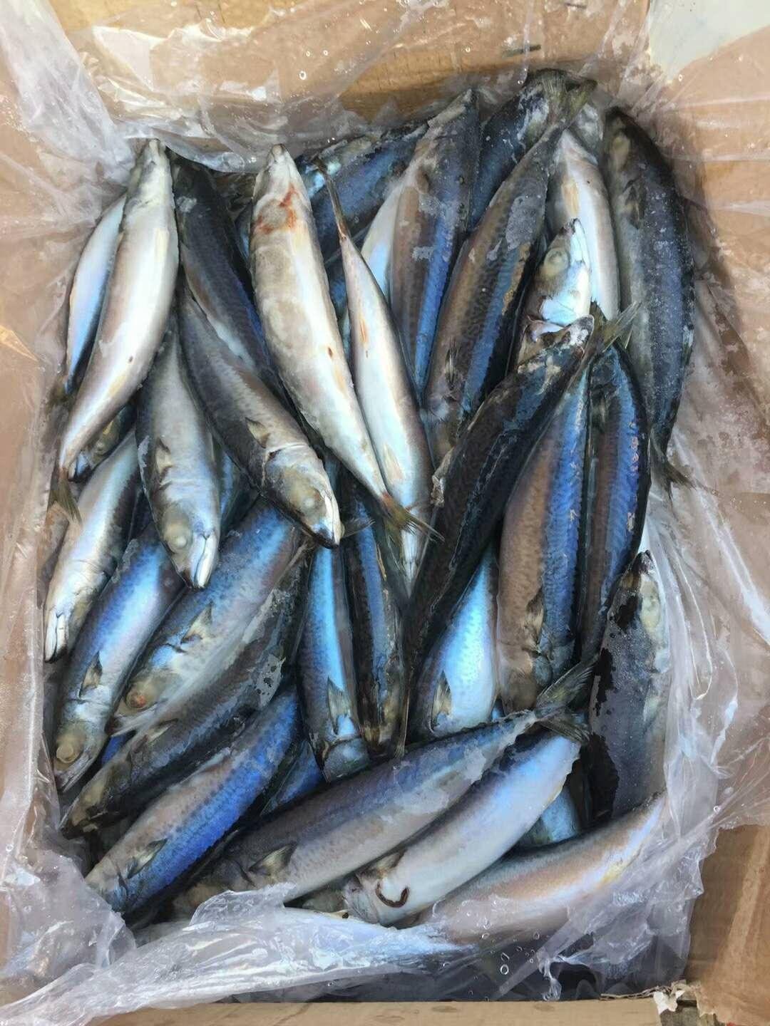 A grade Cheap 6-10pcs/KG 100-150g pacific mackerel for Indonesia 2