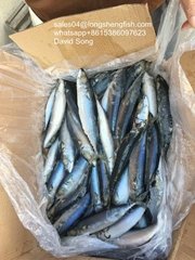 A grade Cheap 6-10pcs/KG 100-150g pacific mackerel for Indonesia