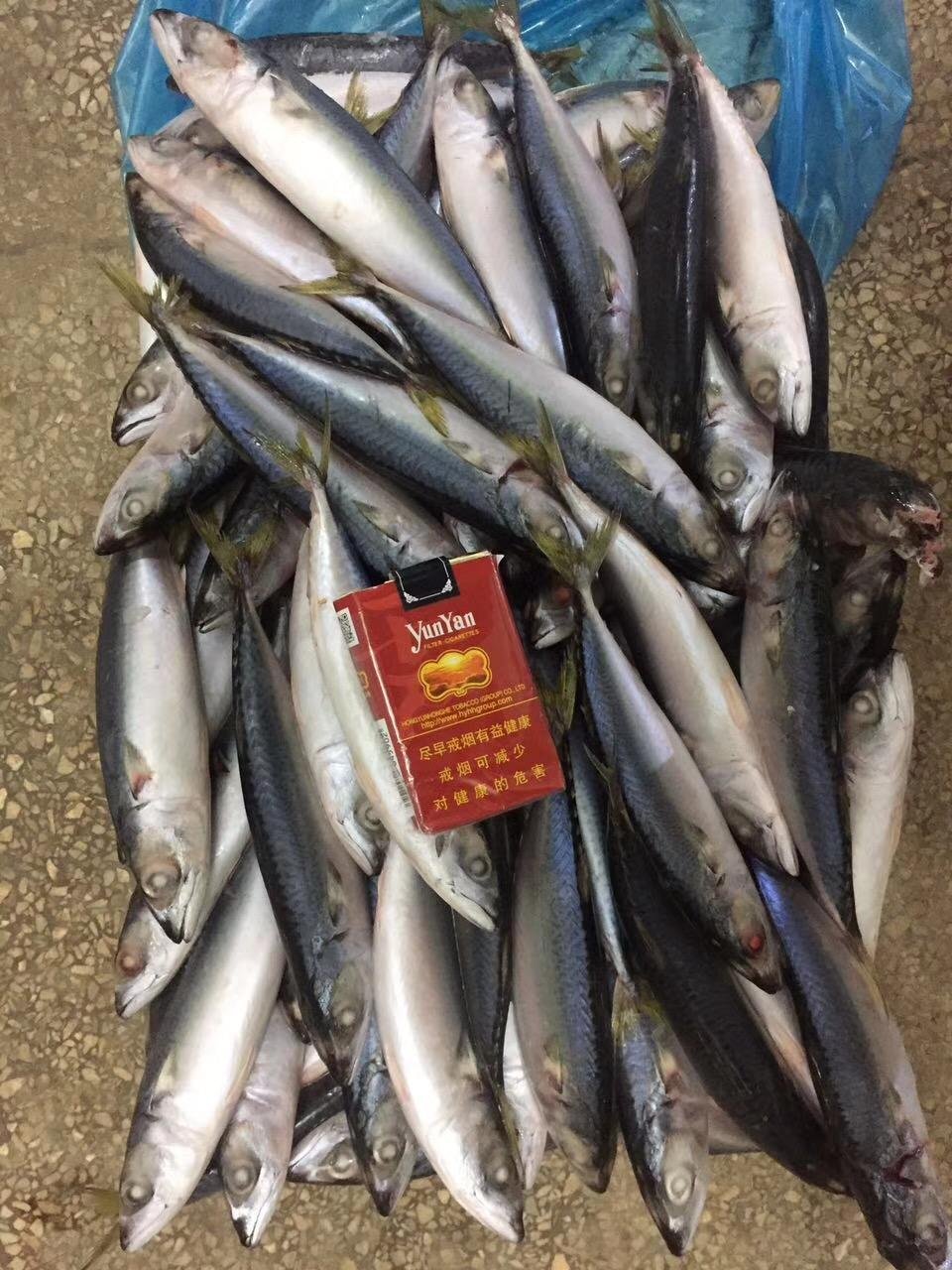 A grade Cheap 4/6pcs 150-200g pacific mackerel for Indonesia 2
