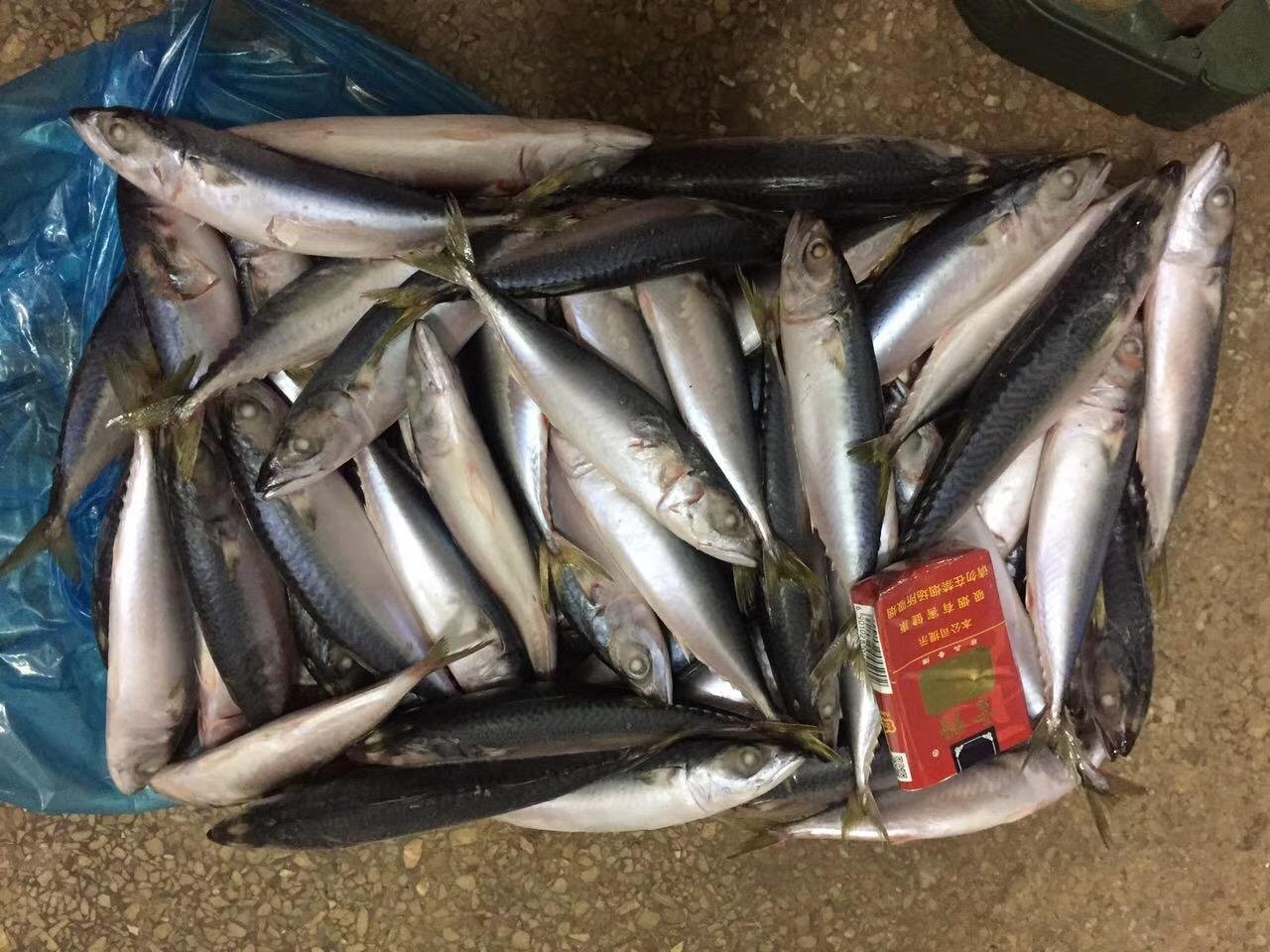 A grade Cheap 4/6pcs 150-200g pacific mackerel for Indonesia 3